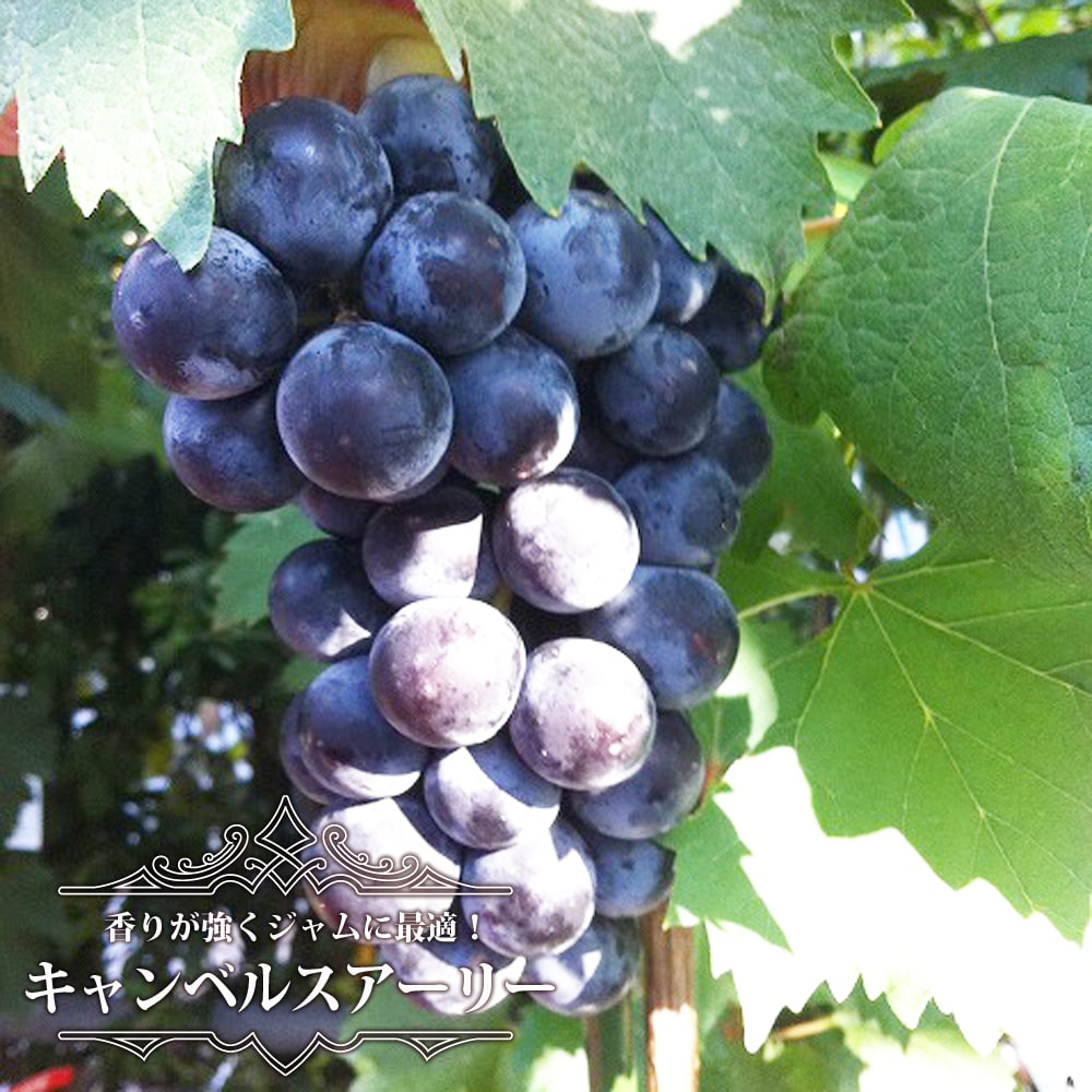 ブドウ キャンベルスアーリー 2