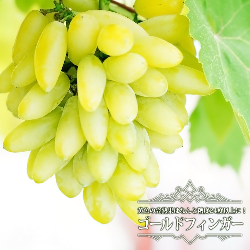 ブドウ ゴールドフィンガー 