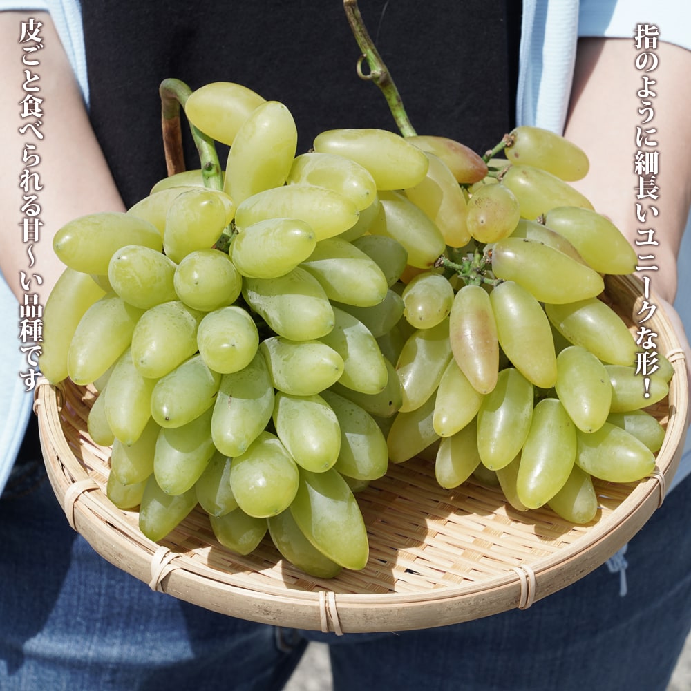 ブドウ ゴールドフィンガー 1