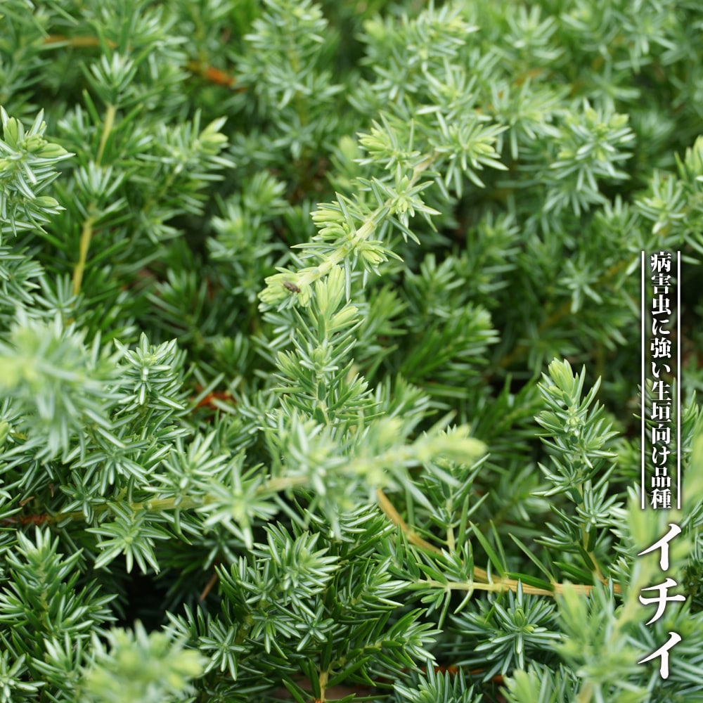 イチイ イチイ 苗 通販 苗木部 By 花ひろばオンライン