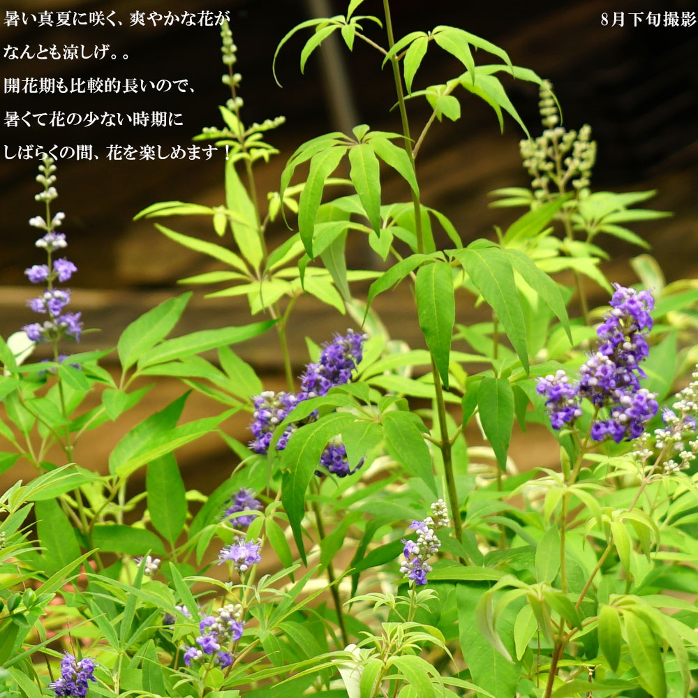 西洋ニンジンボク　チェストベリー