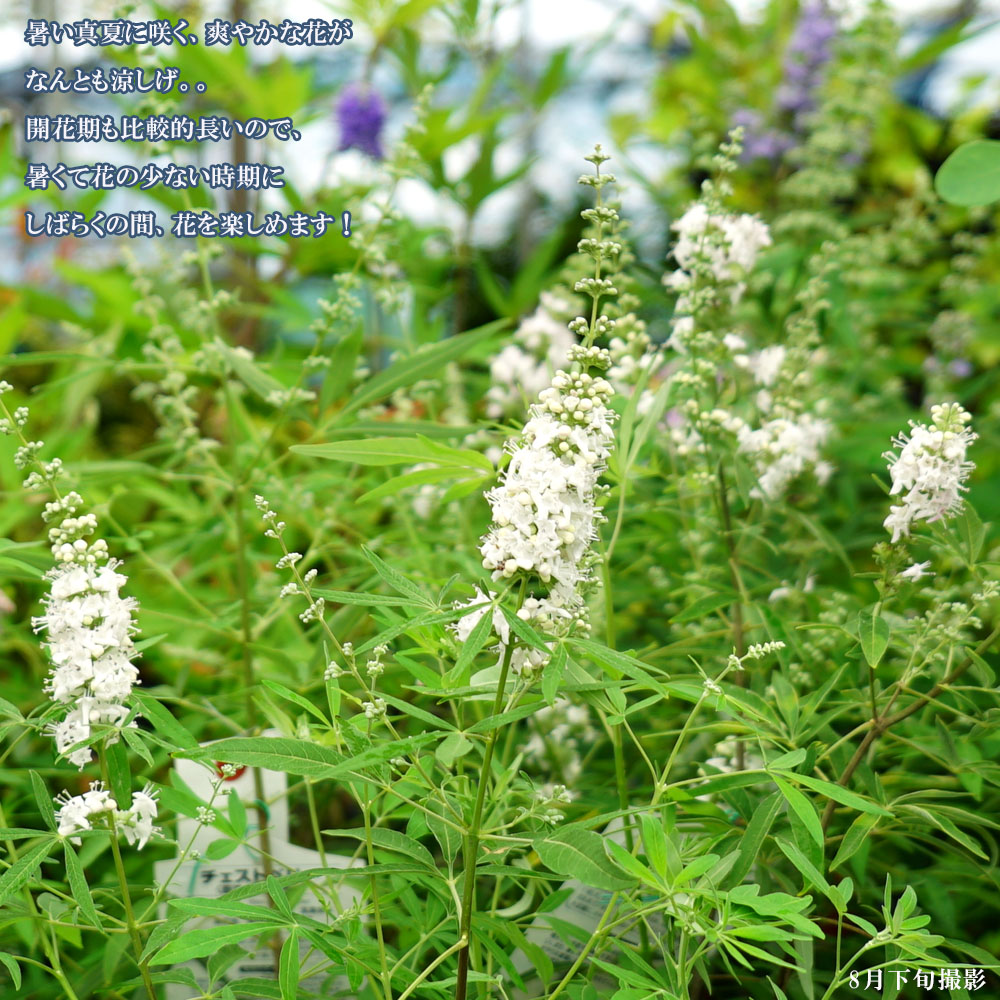 西洋ニンジンボク 白花種 3