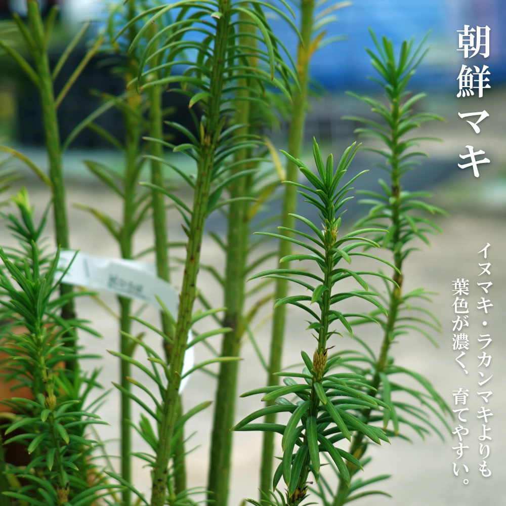 朝鮮マキ 朝鮮マキ 
