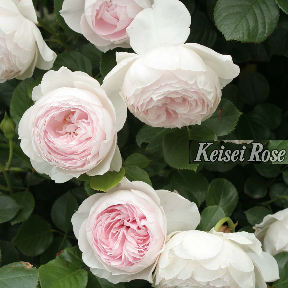 バラ クリスティアーナ 2