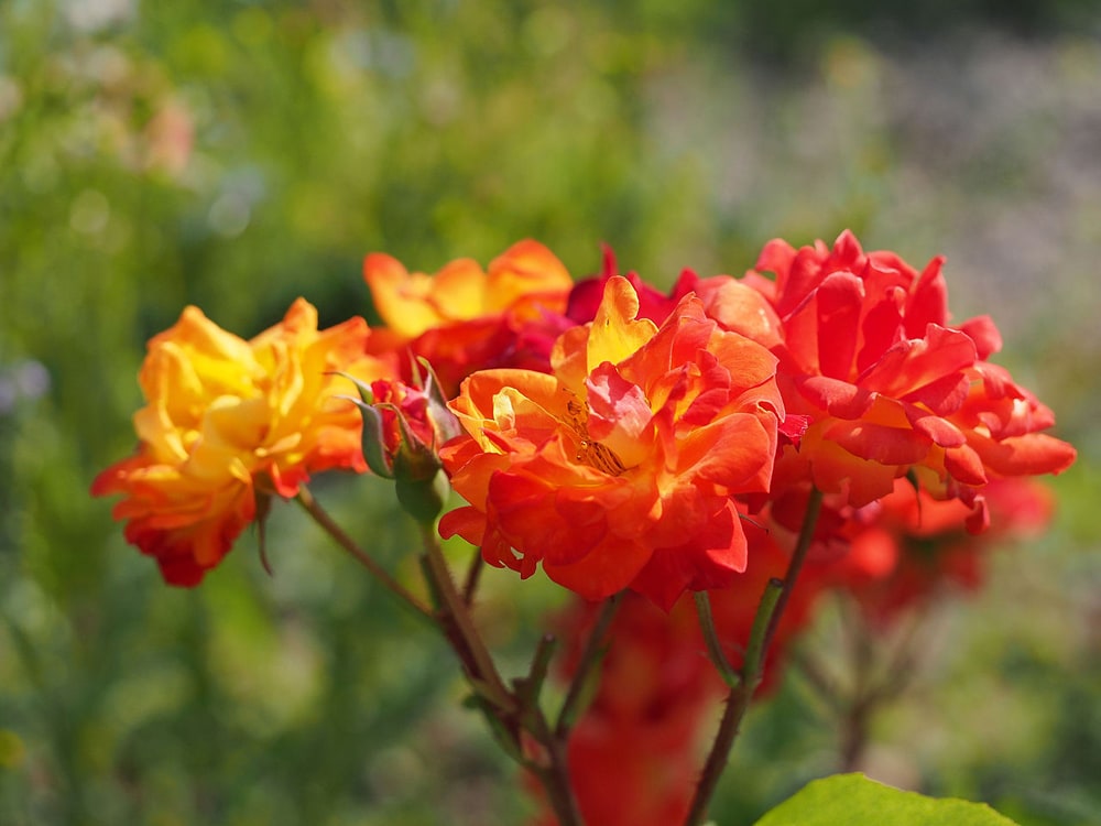 バラ ふれ太鼓 2