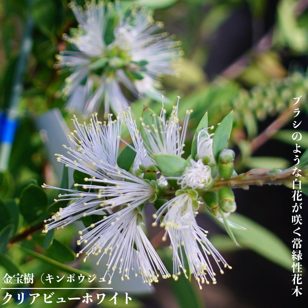 キンンポウジュ クリアビューホワイト 