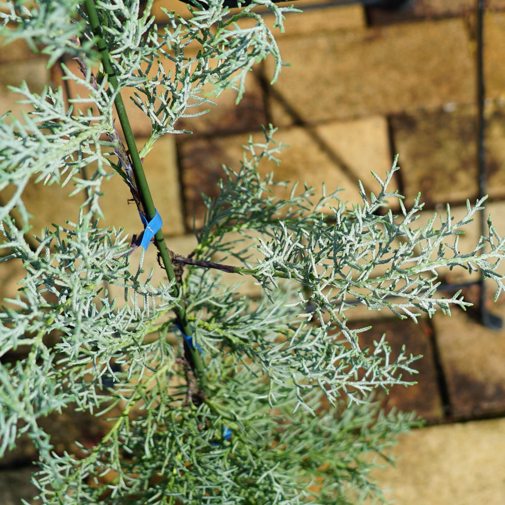 コニファー ブルーアイス 苗 販売 苗木部 By 花ひろばオンライン