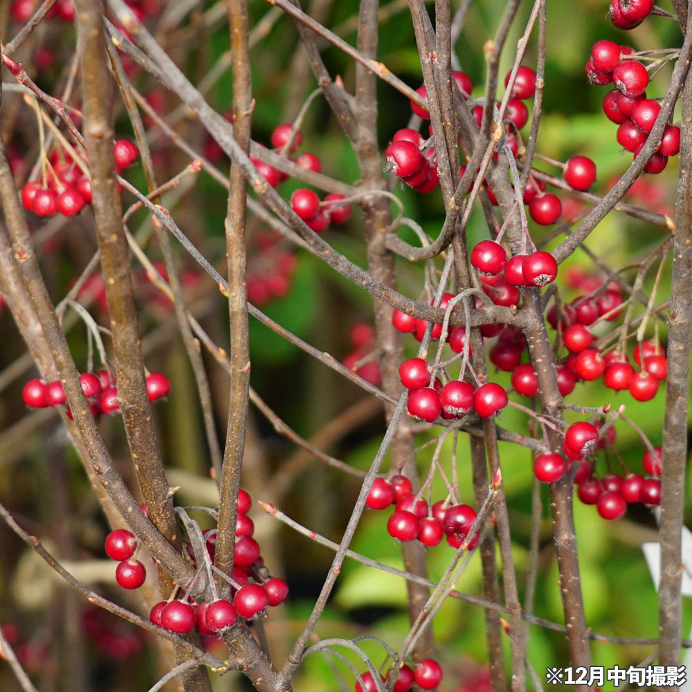 アロニア アルブティフォリア クックベリー 苗 販売 苗木部 By 花