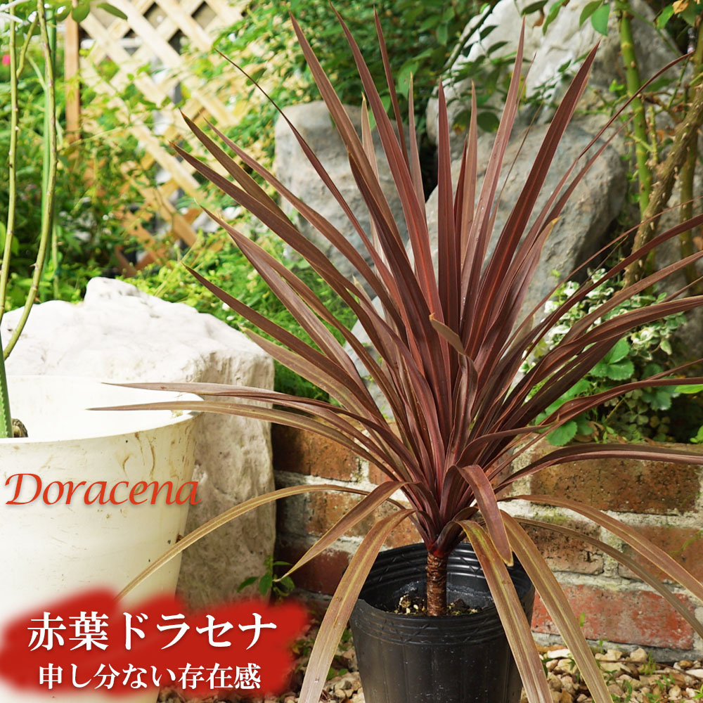 コルジリネ（ドラセナ） 赤葉ドラセナ 大苗 低木 庭木 常緑樹 | 苗木部