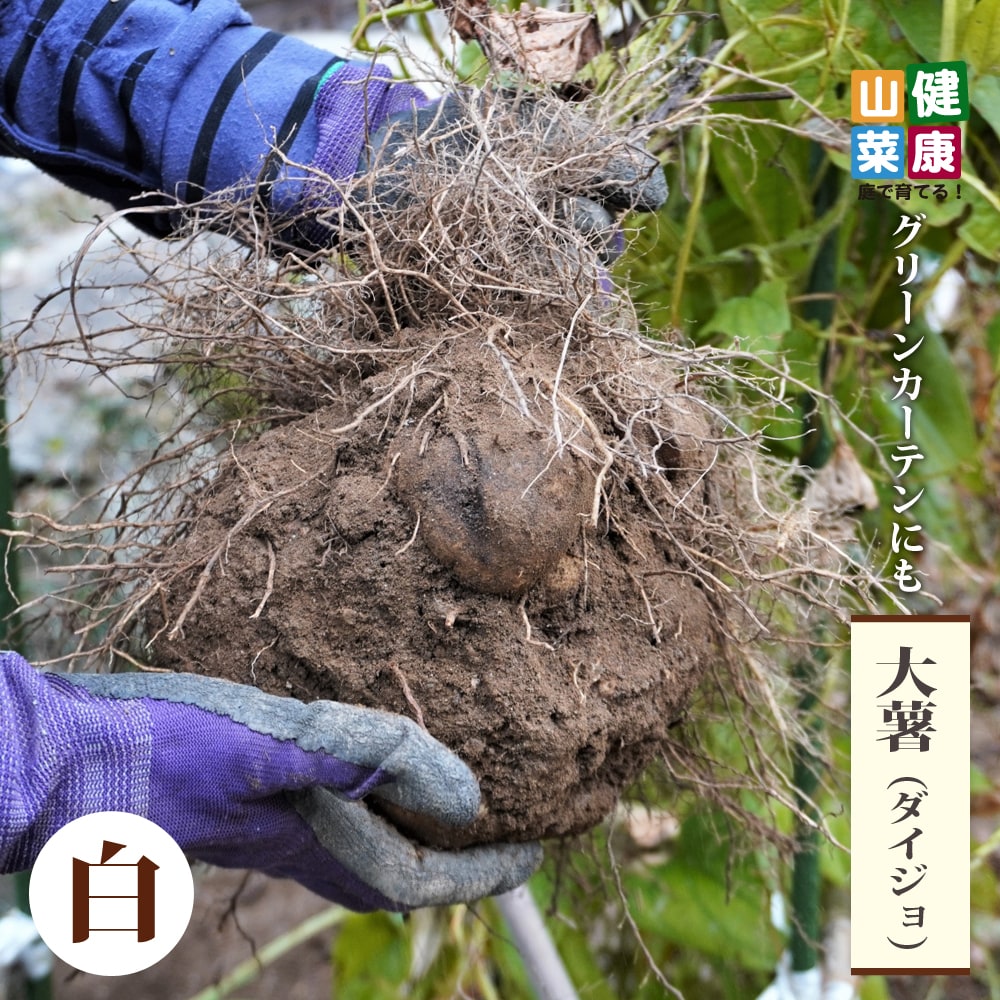 ヤマノイモ ダイジョ 