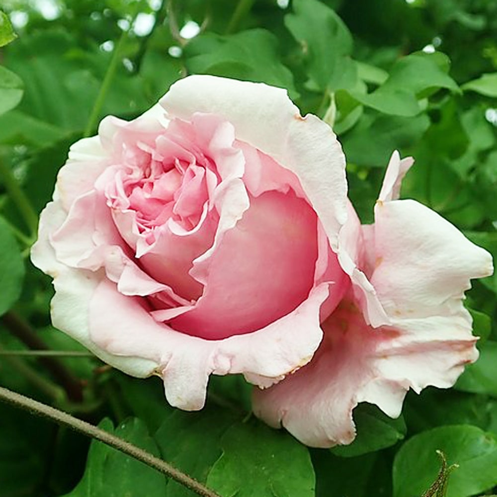 バラ ビアンヴニュ 2