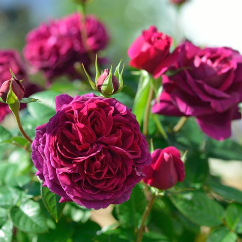 バラ アレゴリー 1