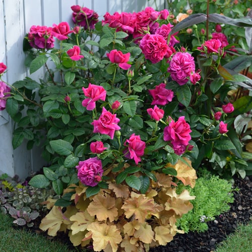 バラ アレゴリー 2