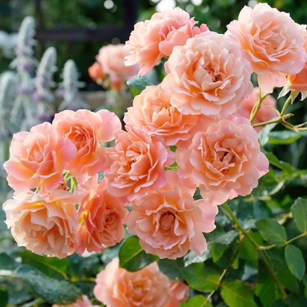 バラ ボロデュールアブリコ 2