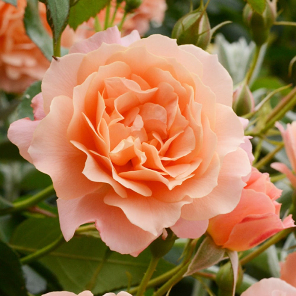 バラ ボロデュールアブリコ 1