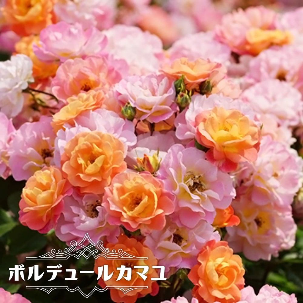 バラ ボルデュールカマユ 