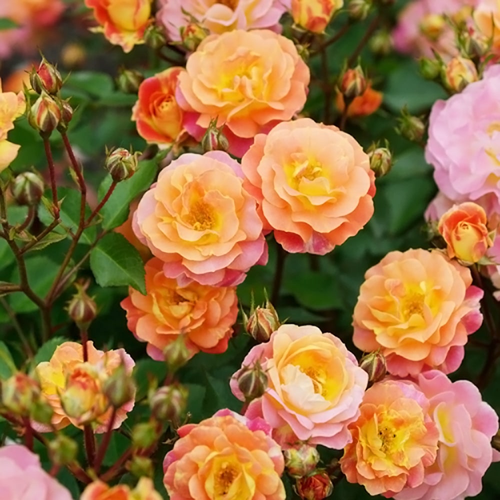 バラ ボルデュールカマユ 1