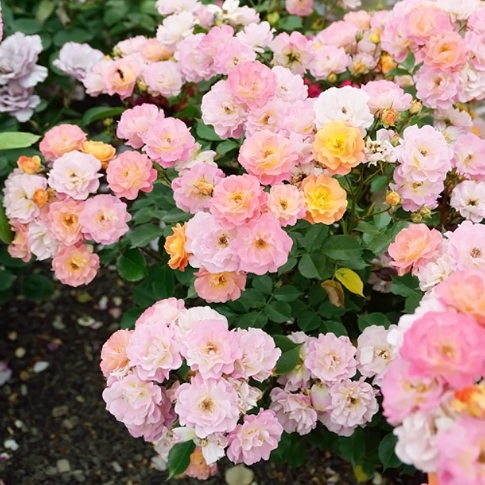 バラ ボルデュールカマユ 2