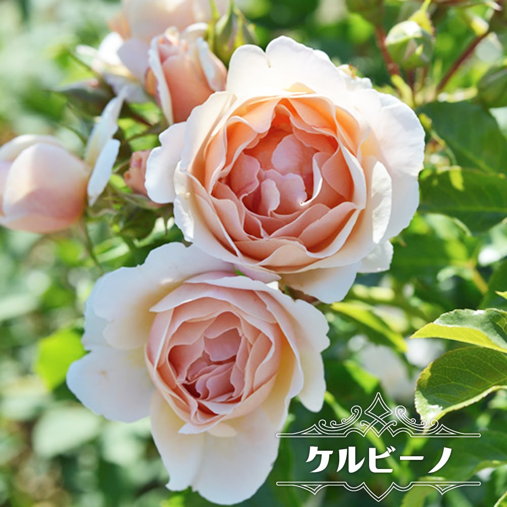 バラ ケルビーノ2