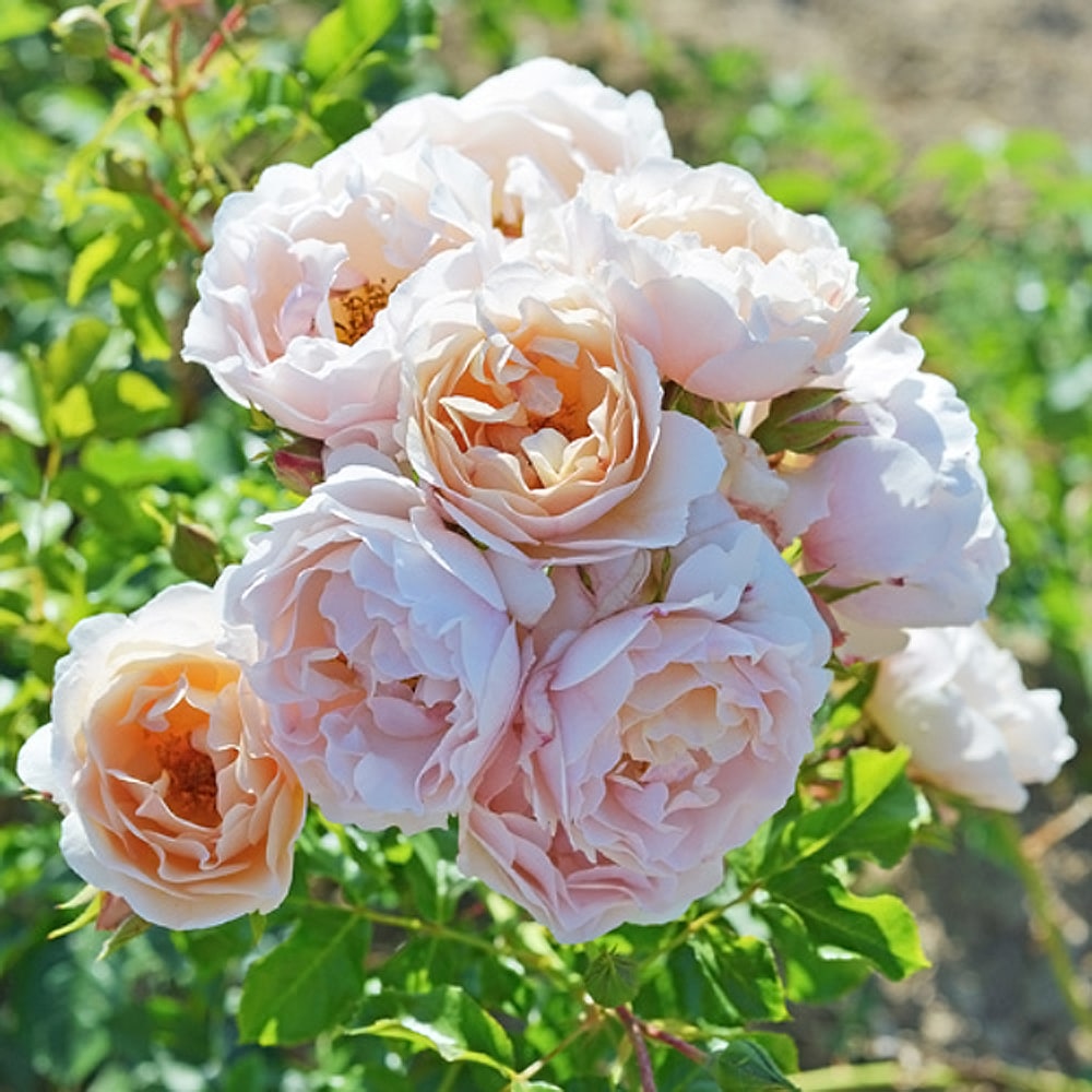 バラ ケルビーノ2