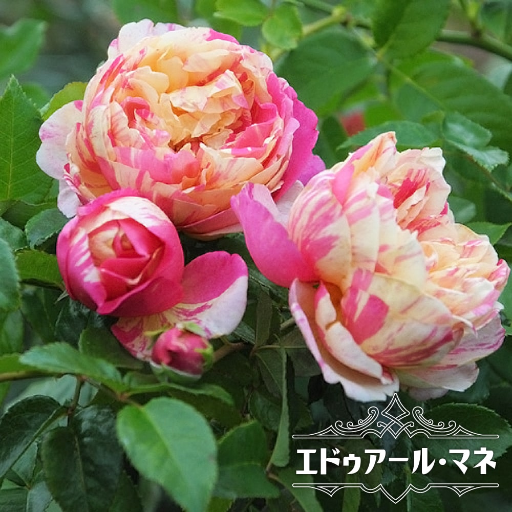 バラ エドゥアール マネ 