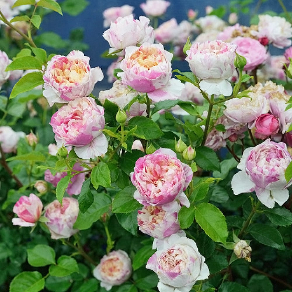 バラ エドゥアール マネ 1