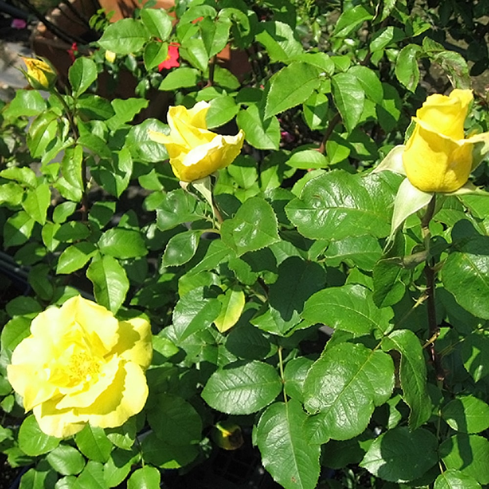 バラ デューン 1