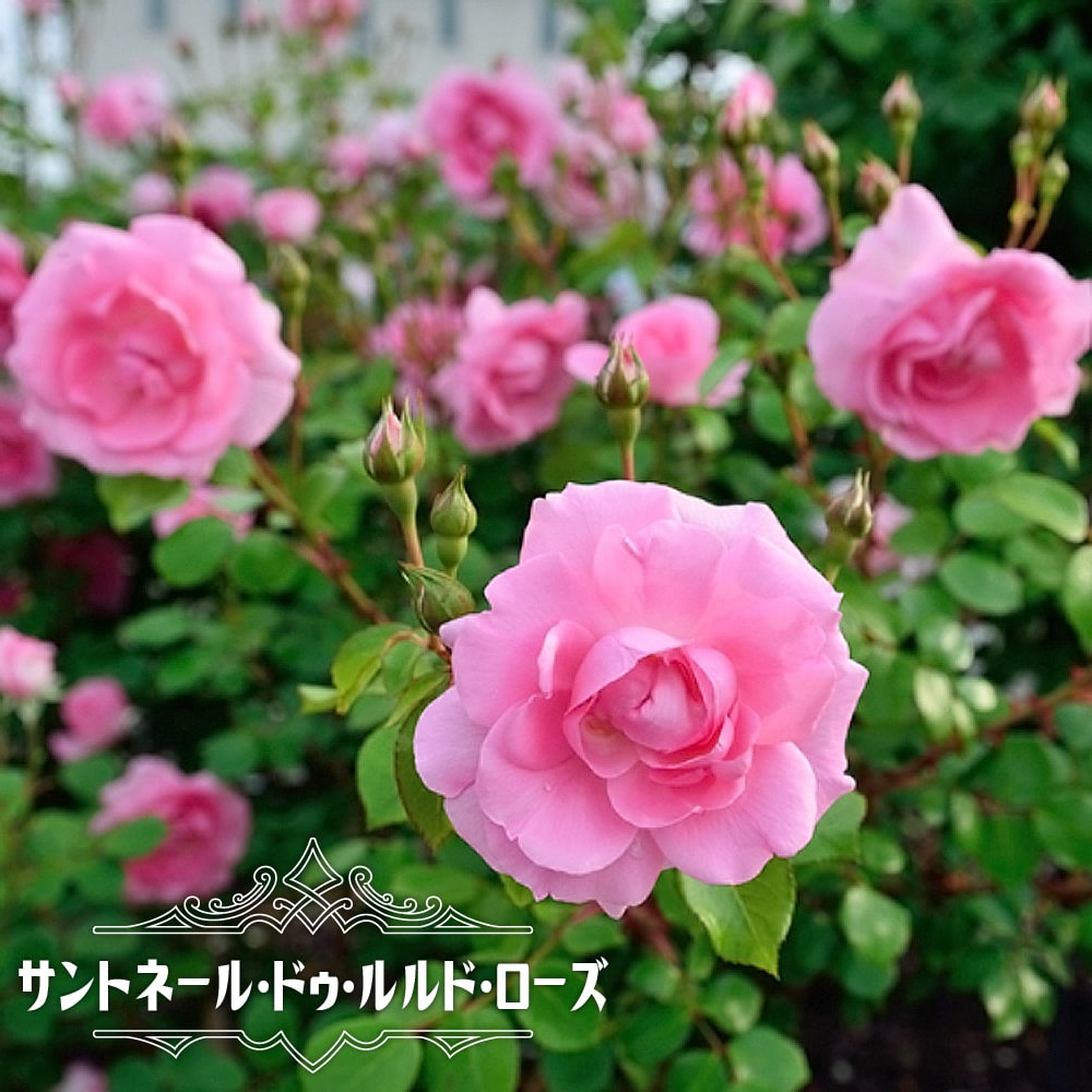 バラ サントネール ドゥ ルルド ローズ 