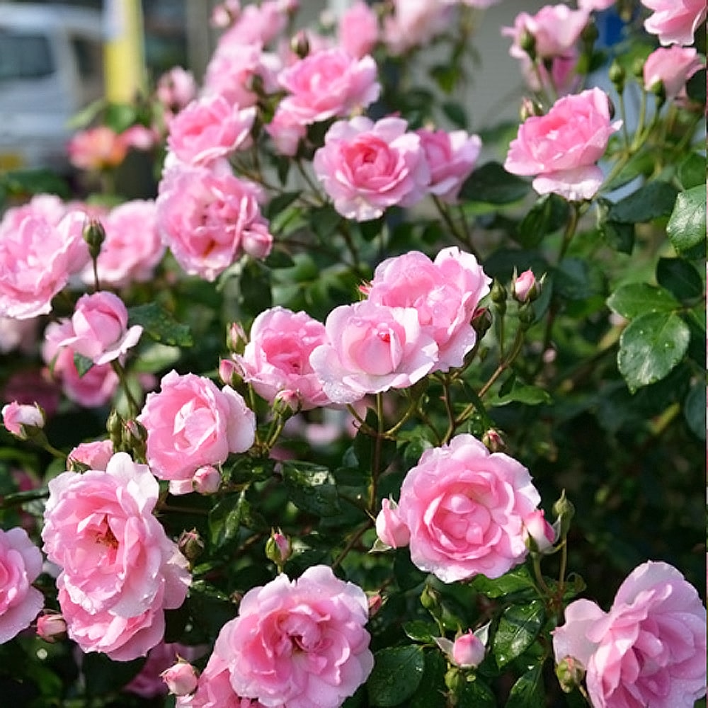 バラ サントネール ドゥ ルルド ローズ 2