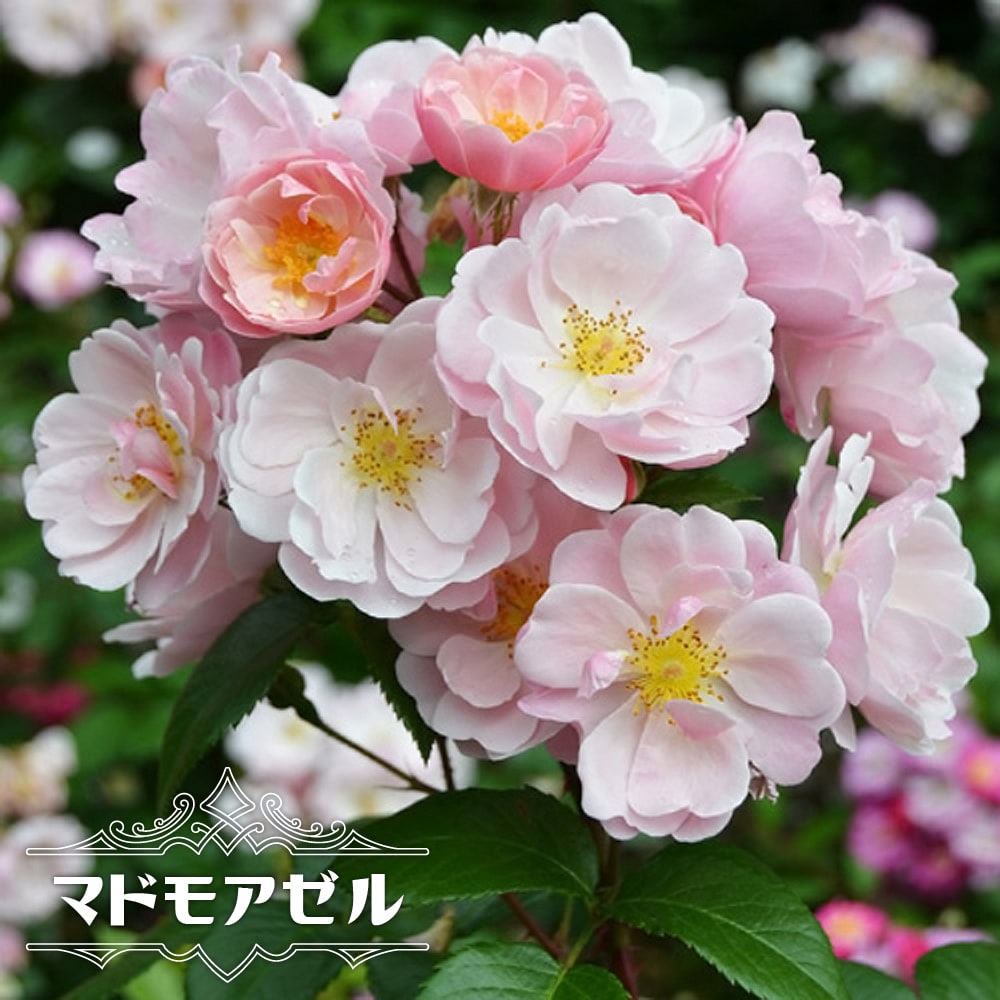 バラ マドモアゼル 
