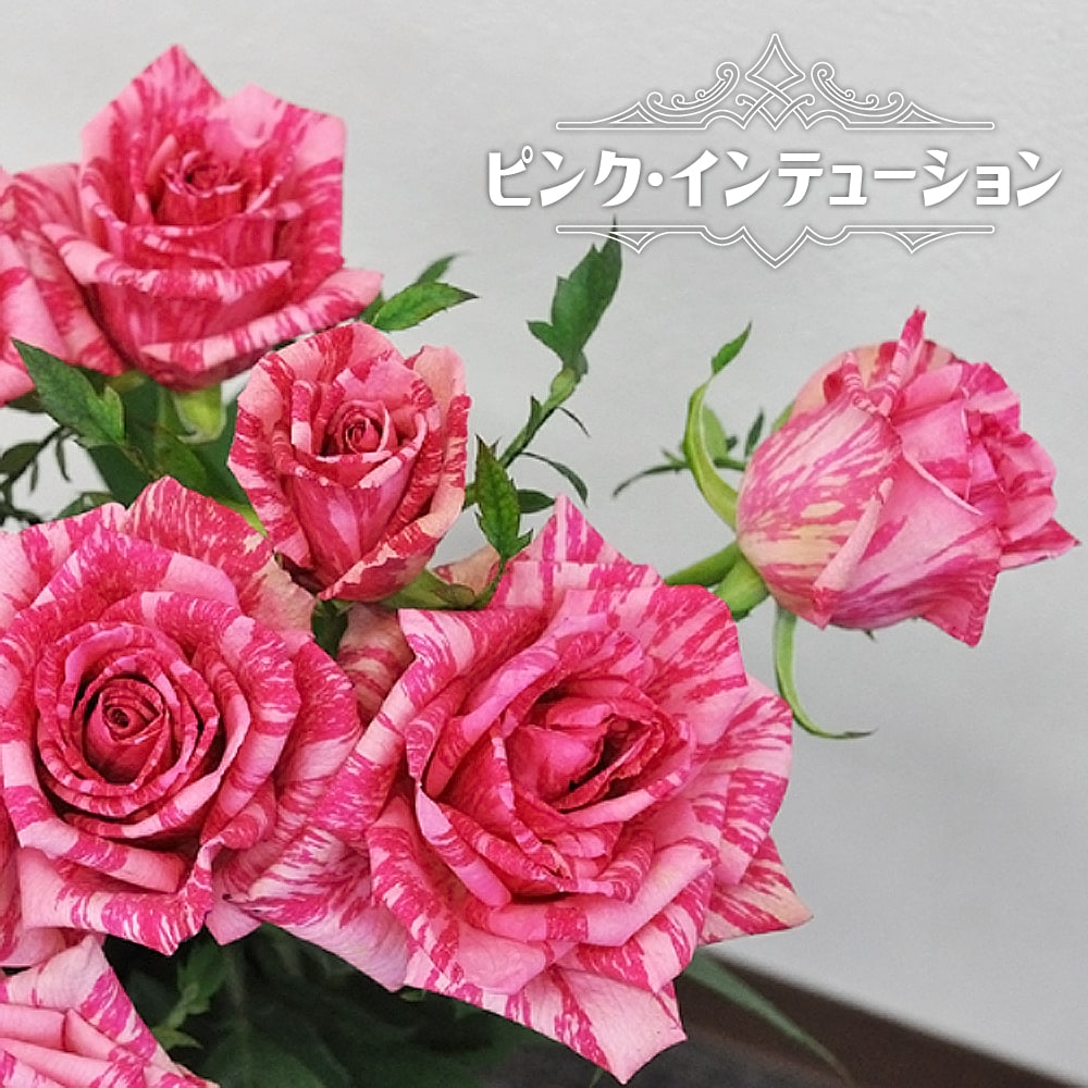 バラ ピンク インテューション 