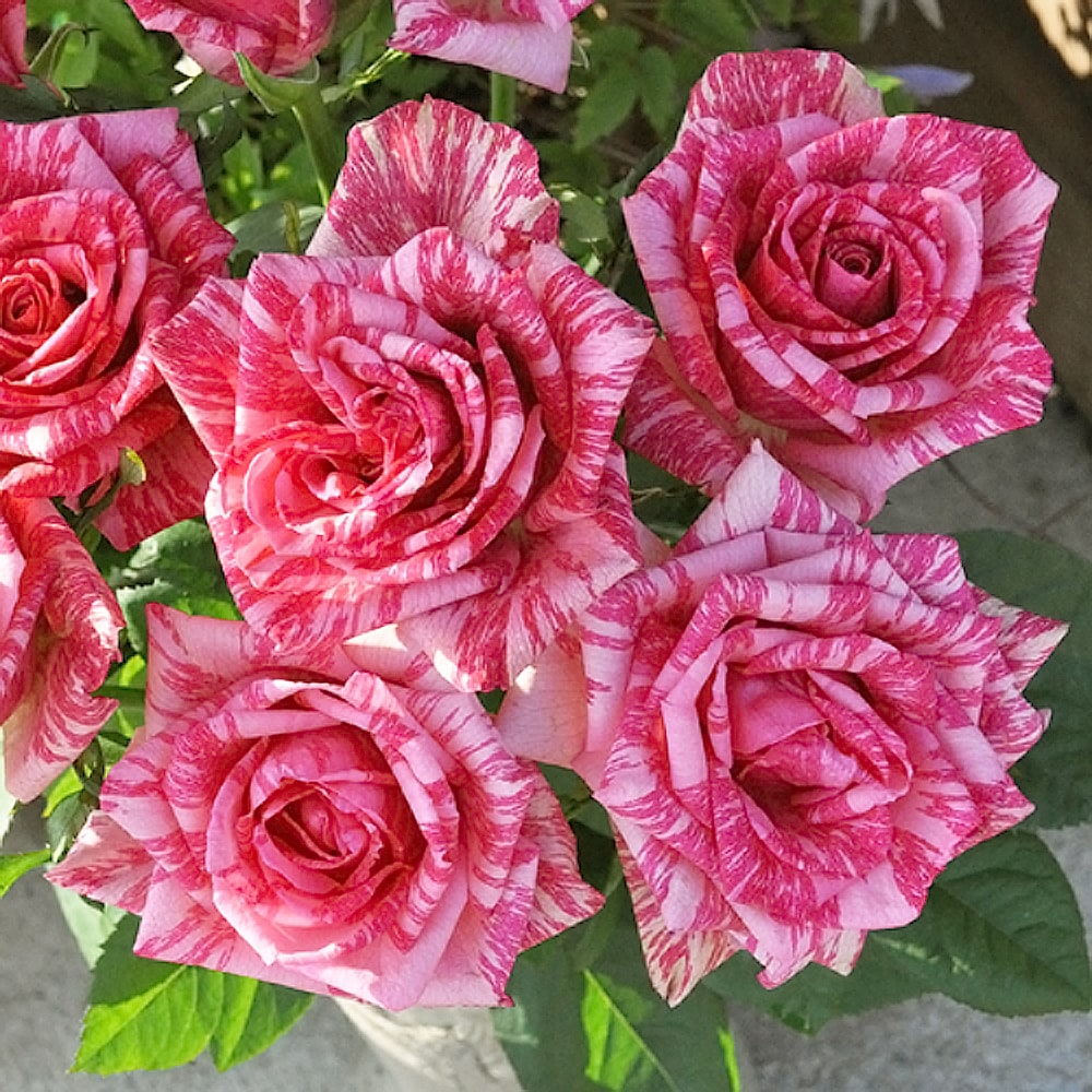 バラ ピンク インテューション HT ハイブリッドティー 苗 販売 苗木部