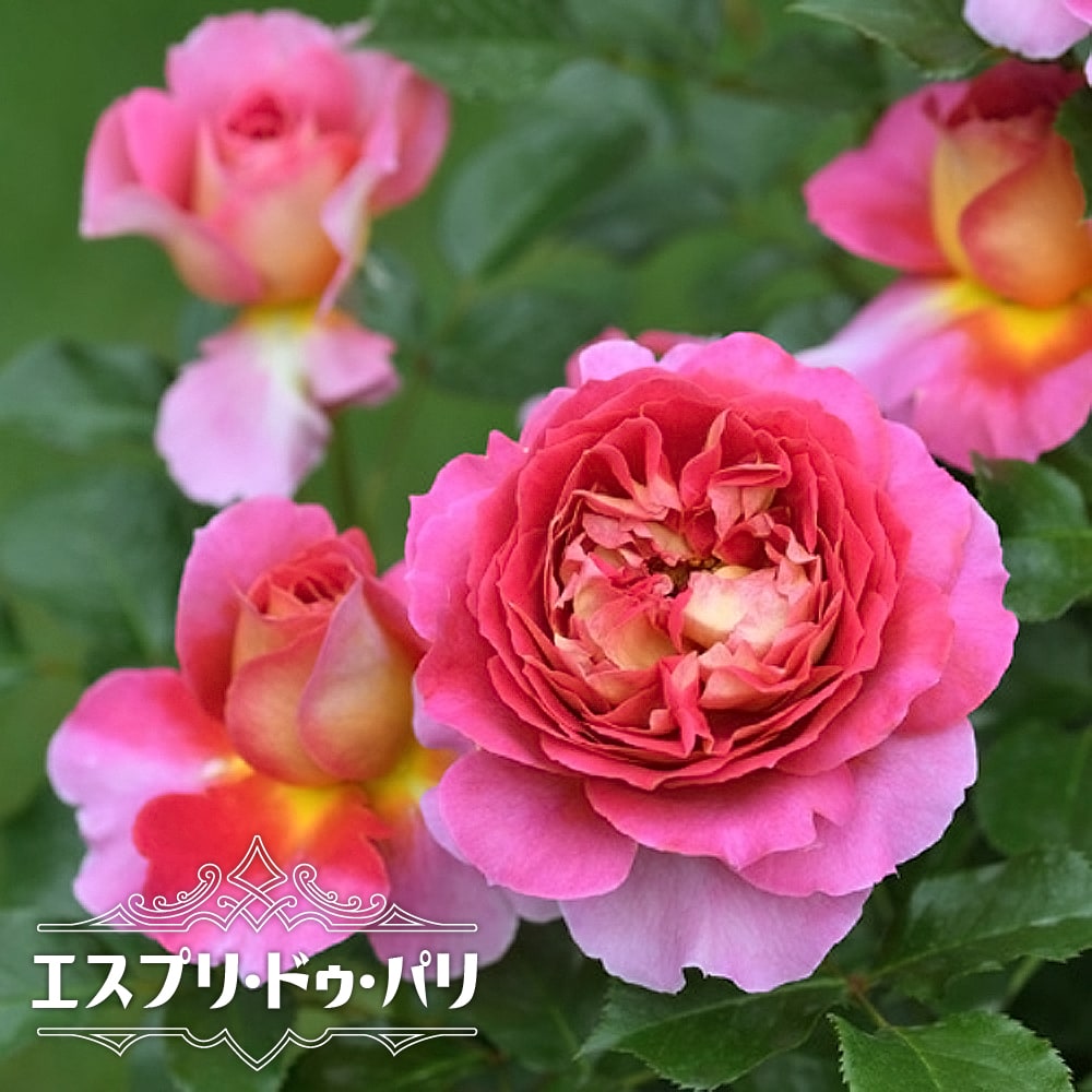 バラ エスプリ ドゥ パリ 