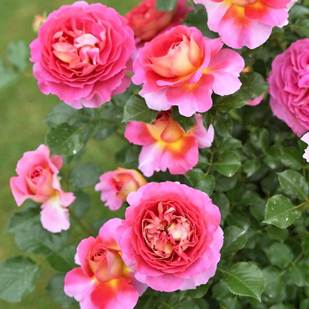 バラ エスプリ ドゥ パリ 1