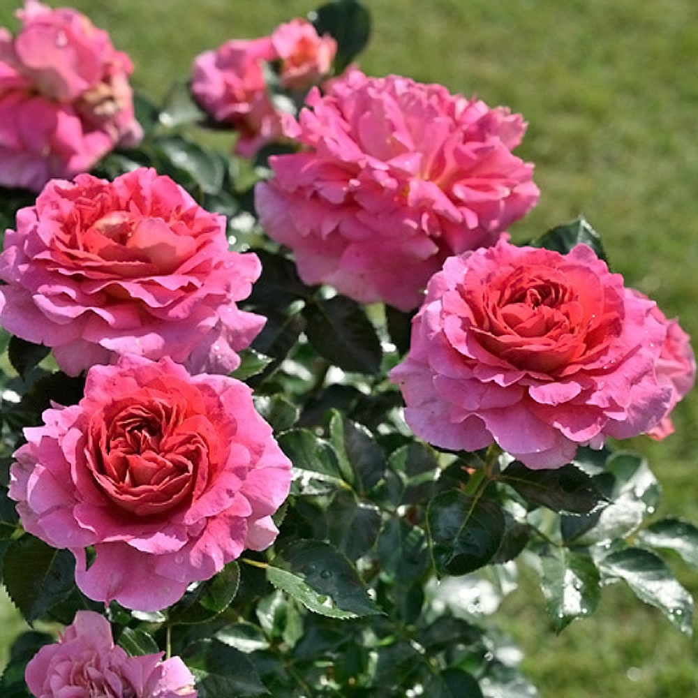 バラ エスプリ ドゥ パリ 2