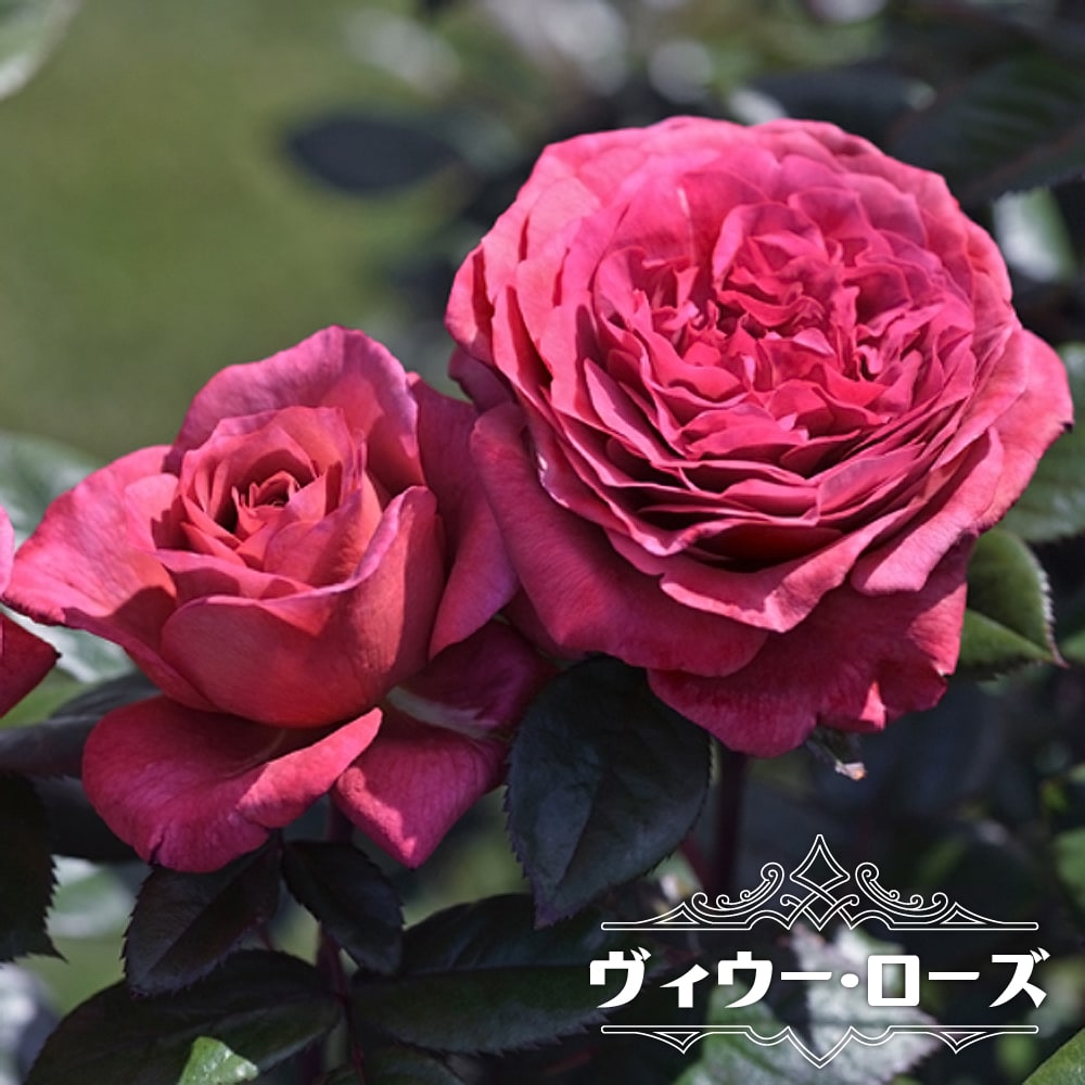 バラ ヴィウー ローズ 