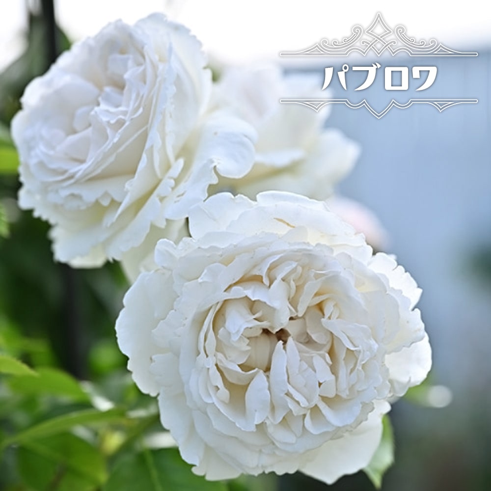 バラ パブロワ 