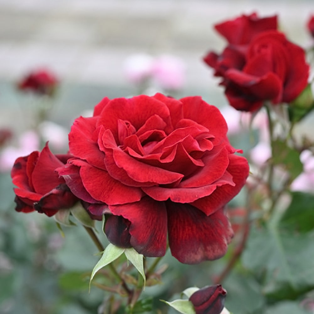 バラ レジェンド オブ ルージュ 1