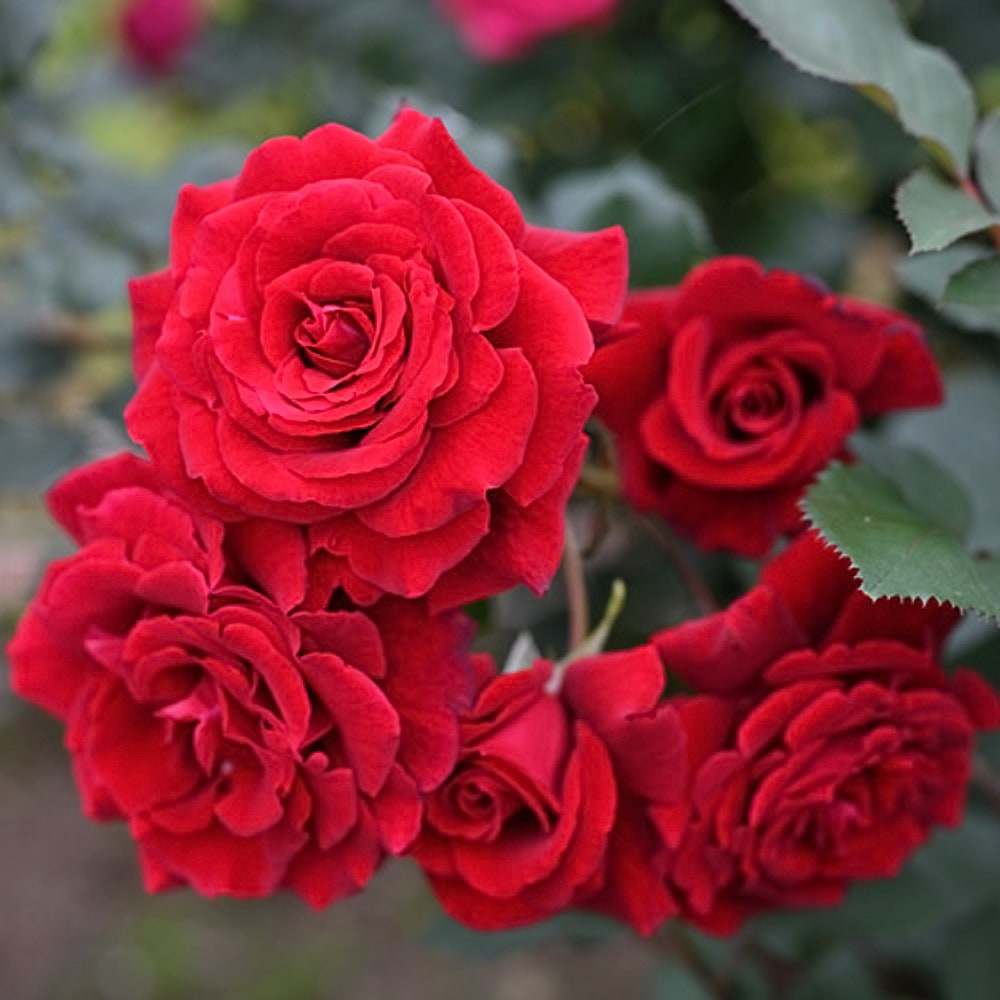 バラ レジェンド オブ ルージュ 2