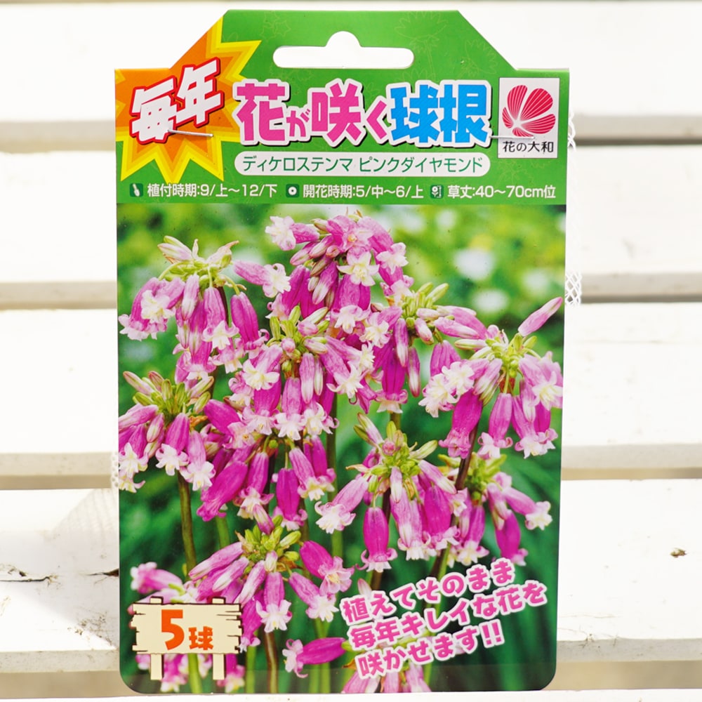 ディケロステンマ ピンクダイヤモンド 