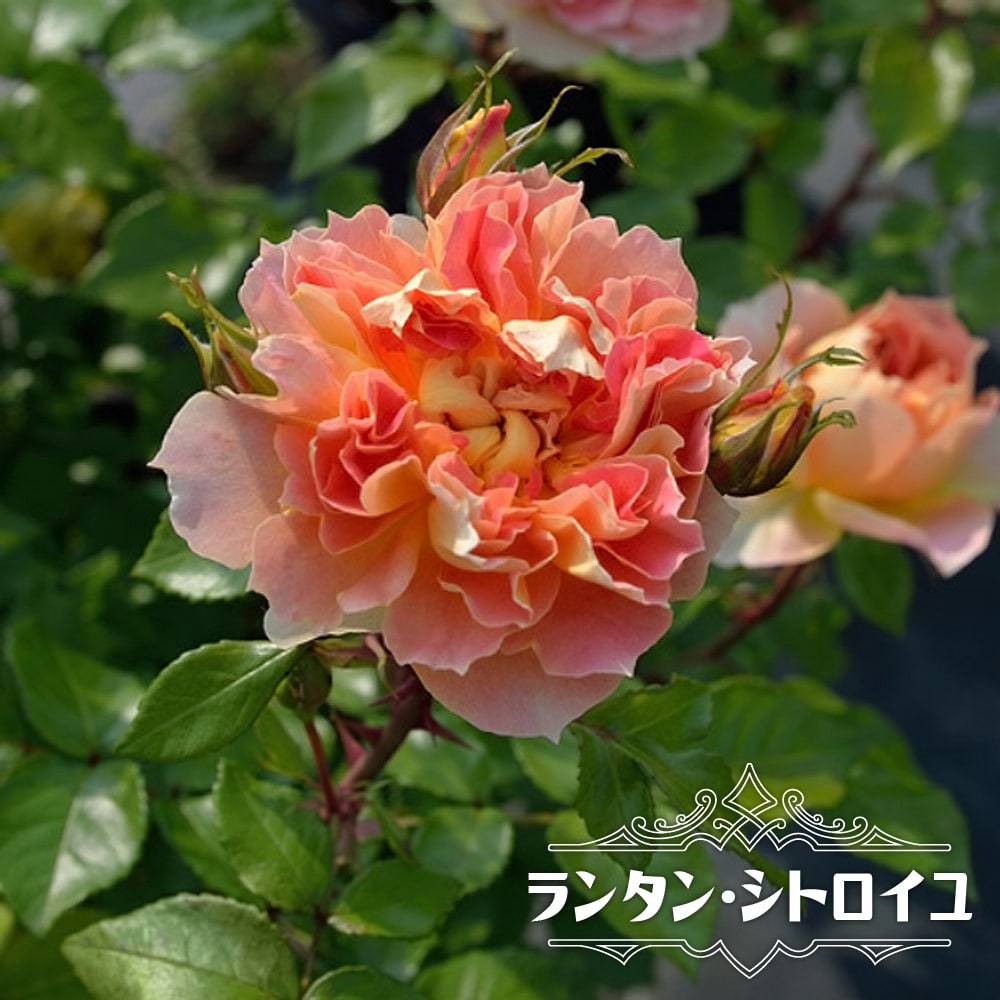 バラ ランタン シトロイユ 