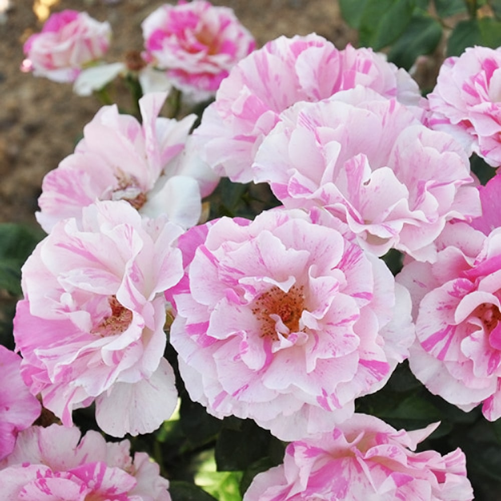 バラ バランゴ 2