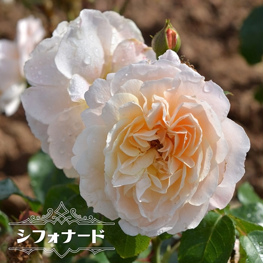 バラ シフォナード 