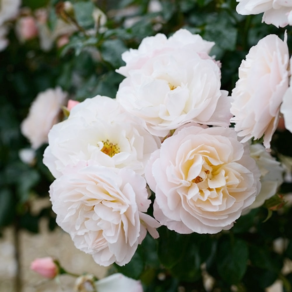 バラ シフォナード 2