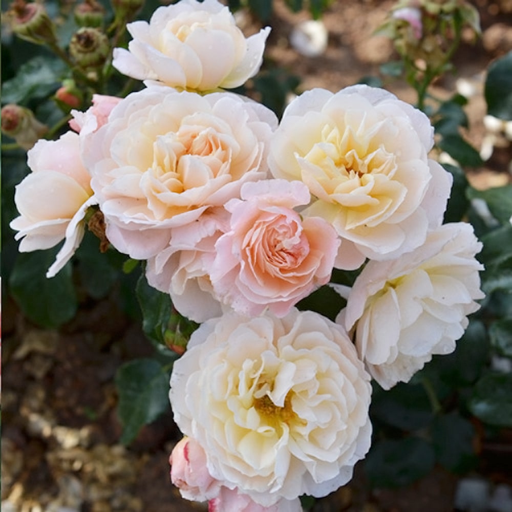 バラ シフォナード 3