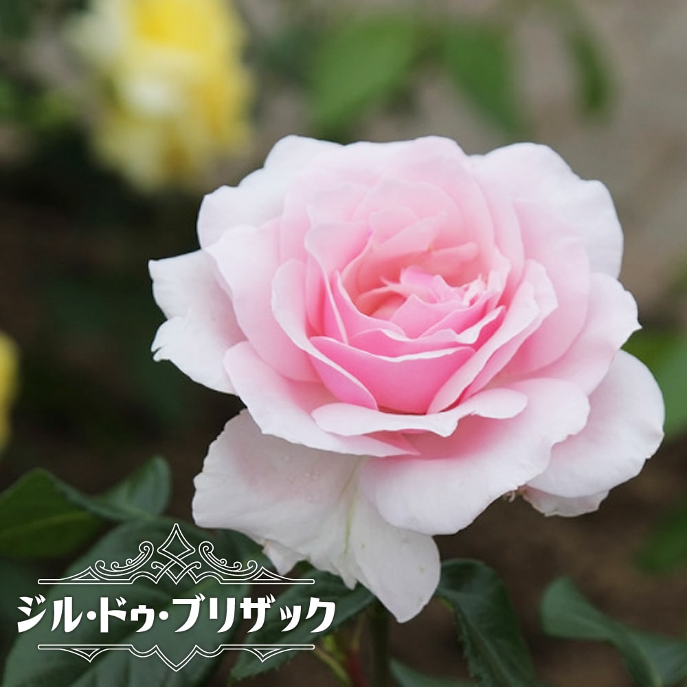 バラ ジル ドゥ ブリザック 