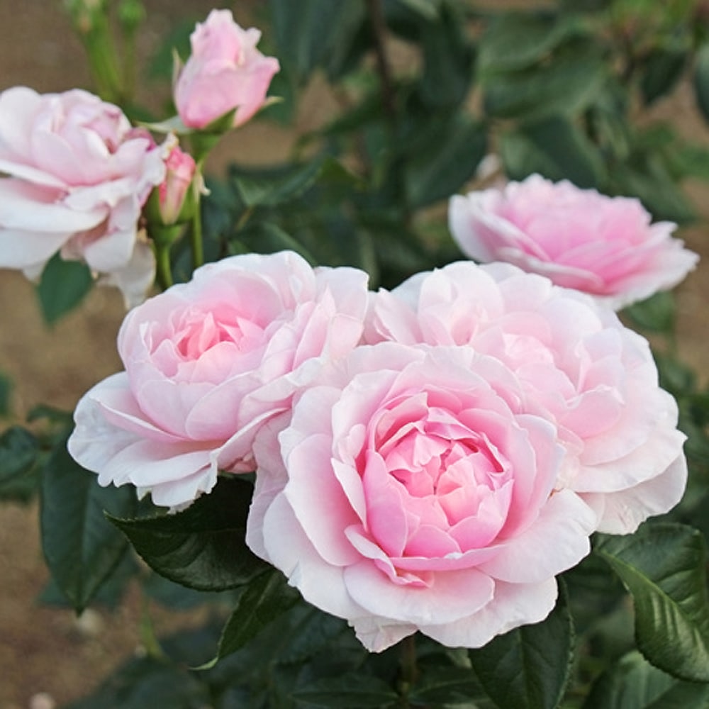 バラ ジル ドゥ ブリザック 2