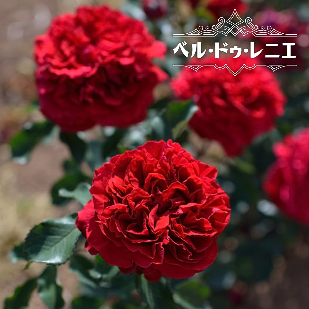 バラ ベル ドゥ レニエ 