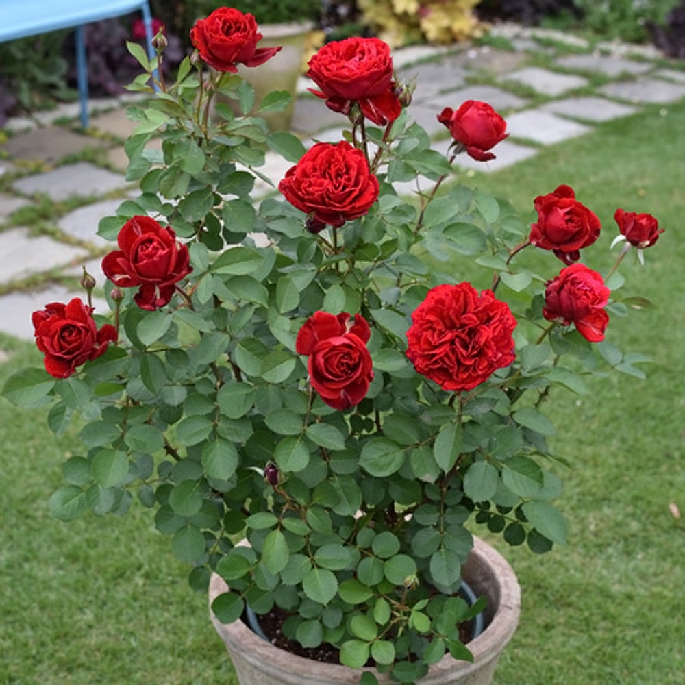 バラ ベル ドゥ レニエ 2