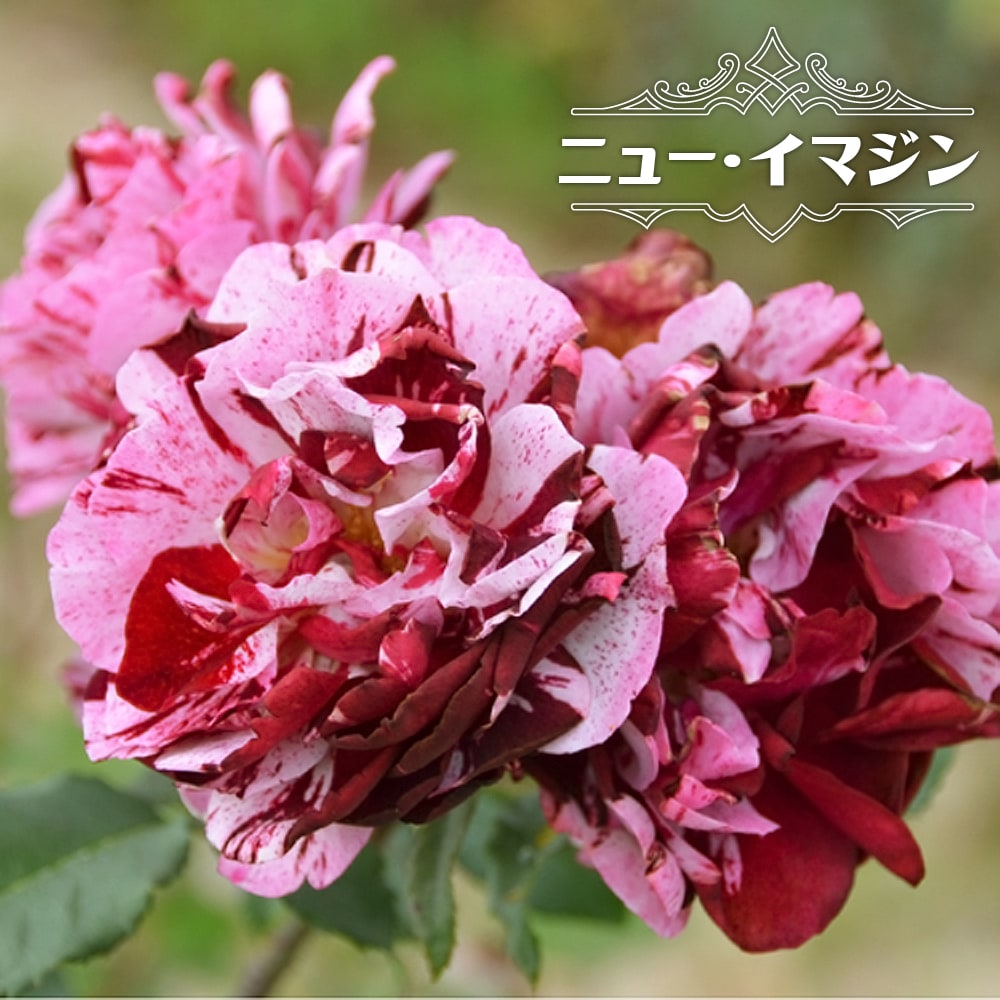 バラ ニュー イマジン 